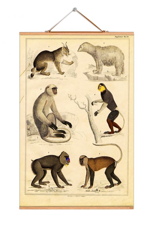 Animals Poster No 04 eicie EINZELSTÜCK